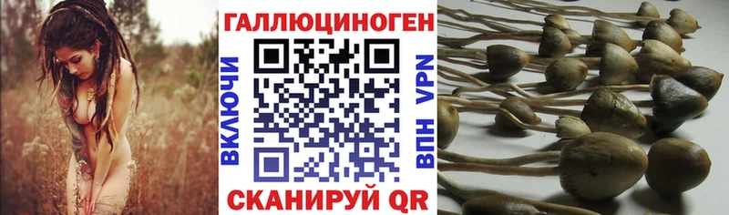 Псилоцибиновые грибы Cubensis  Пушкино 